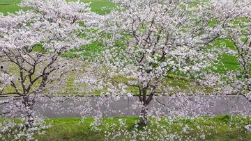 樱花视频